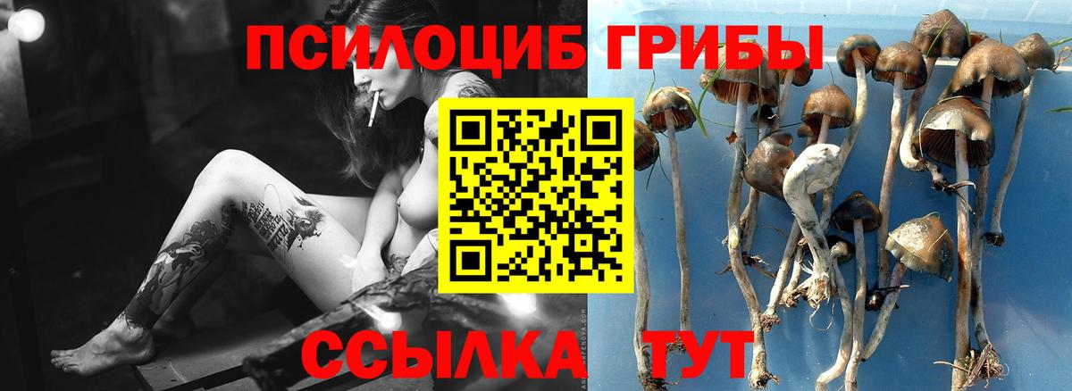 Псилоцибиновые грибы Psilocybe  Вход с VPN  Строитель 